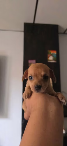 Hermosa Chihuahua  - Imagen 4