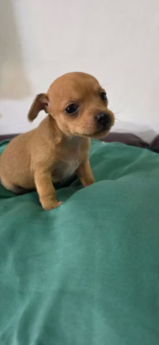 Hermosa Chihuahua 