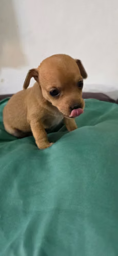 Hermosa Chihuahua  - Imagen 8