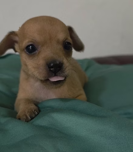 Hermosa Chihuahua  - Imagen 6
