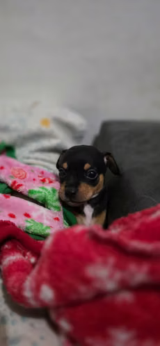 Hermoso chihuahua  - Imagen 3