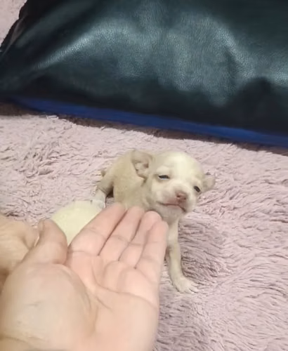 Chihuahuas de bolsillo machos 