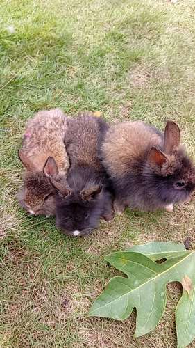 Nice bunny lion head