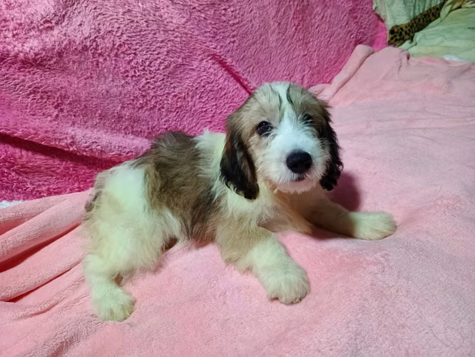 Vendo hermosas cachorras Cockers con Maltés 