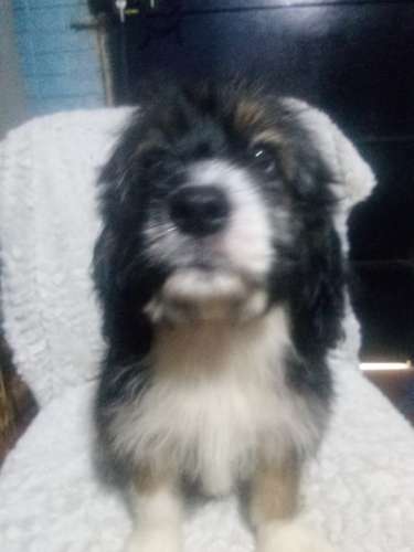 Vendo hermosa cachorra Cockers con Maltés  - Imagen 8
