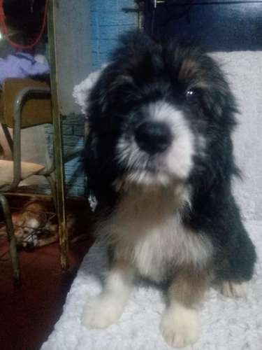 I sell beautiful puppies Cuckers with Maltese
