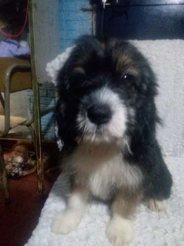Vendo hermosa cachorra Cockers con Maltés  - Imagen 9