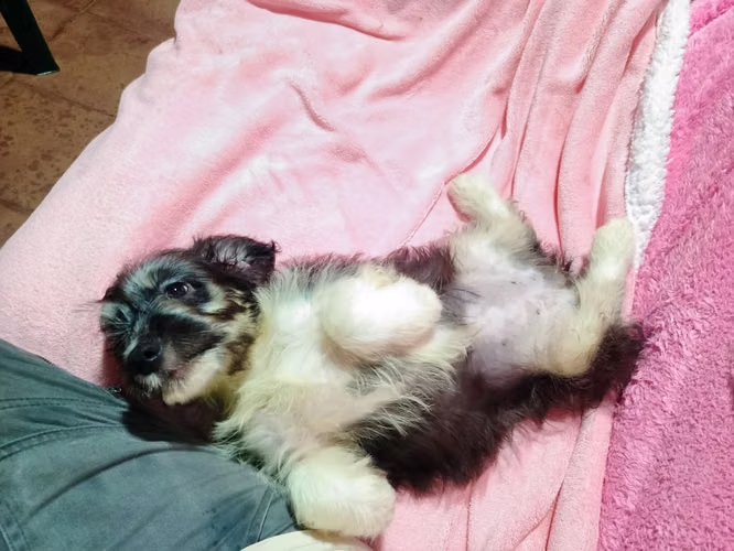 Ya no busque más lindas cachorras Cockers con Maltés en venta - Imagen 13