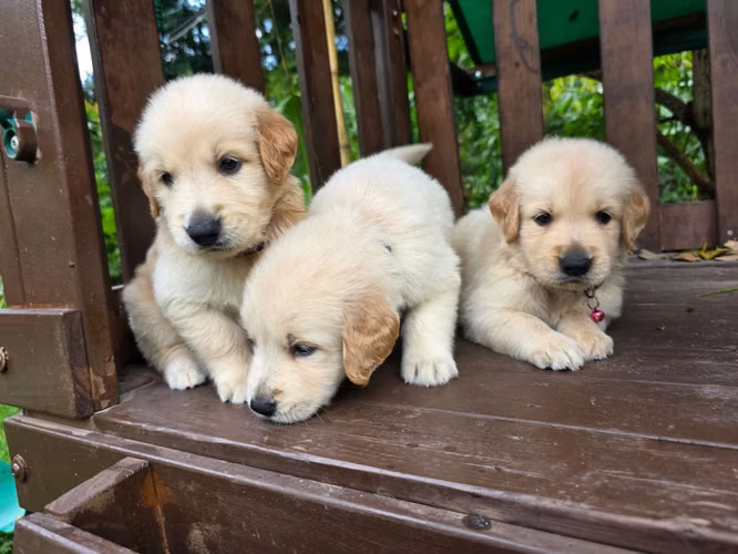 Golden retriever 