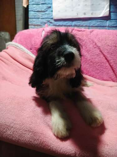 Vendo hermosa cachorra Cockers con Maltés  - Imagen 6