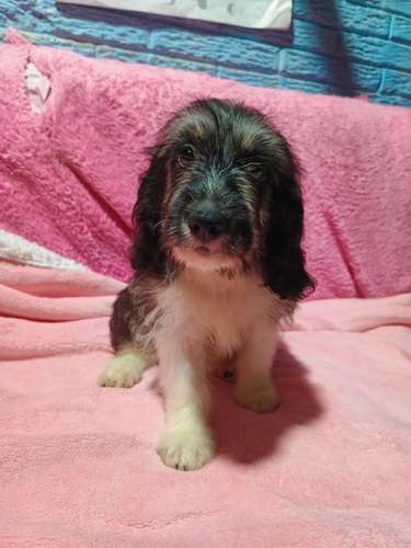 Vendo hermosa cachorra Cockers con Maltés  - Imagen 11