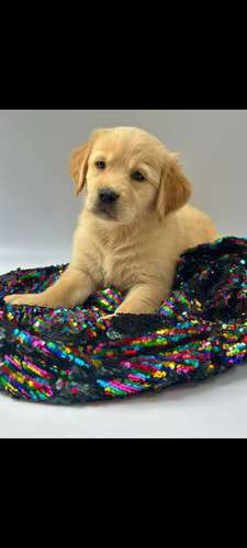 Golden retriever  - Imagen 2