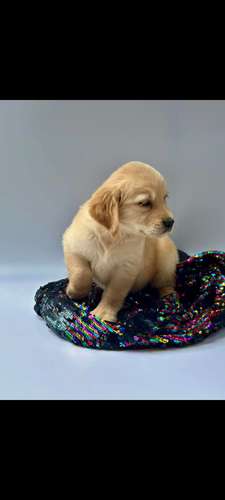 Golden retriever  - Imagen 3