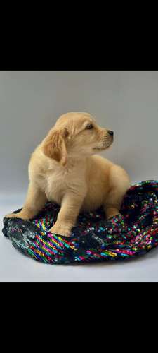 Golden retriever 