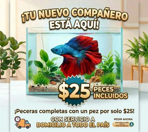 aquarium + fish