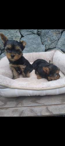 Yorkshire terrier