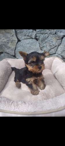 Yorkshire terrier - Imagen 4