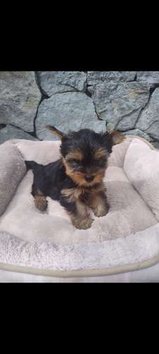 Yorkshire terrier - Imagen 3