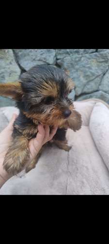 Yorkshire terrier - Imagen 2