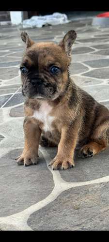 Bulldog frances exóticos  - Imagen 2