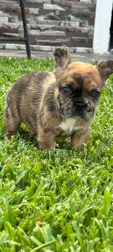 Bulldog frances exóticos 