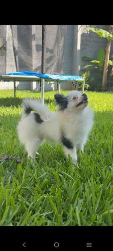 Pomerania  - Imagen 3
