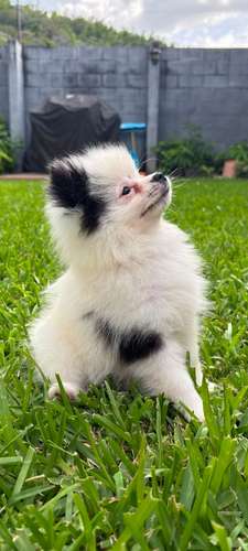 Pomerania 