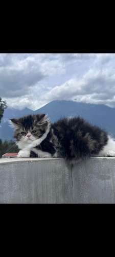 Gatas persa  - Imagen 4