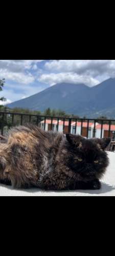 Persian cats