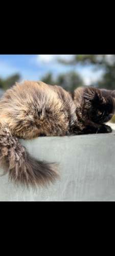 Gatas persa  - Imagen 2