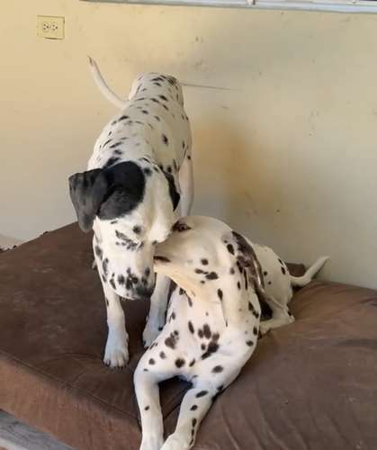 HERMOSAS MANADAS DE DÁLMATAS PUROS EN VENTA! 