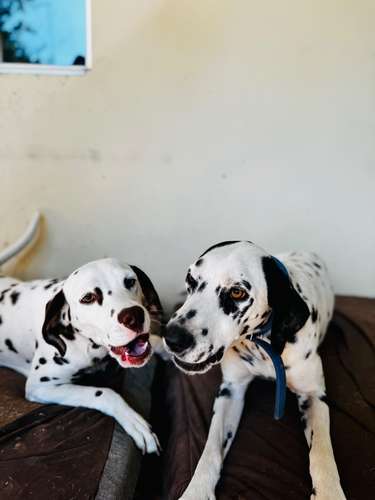 HERMOSAS MANADAS DE DÁLMATAS PUROS EN VENTA!  - Imagen 2