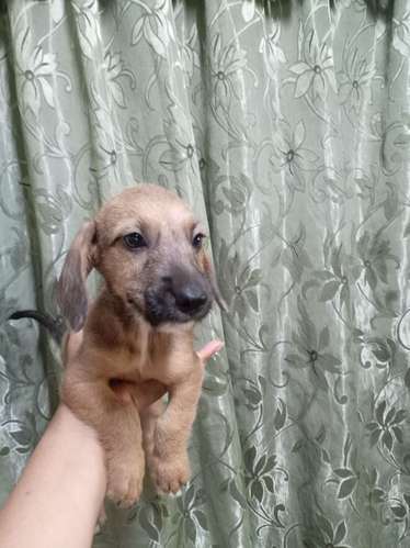 Salchicha macho