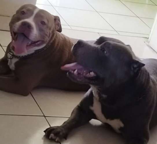 Hermosa american bully de 10 semanas. - Imagen 5