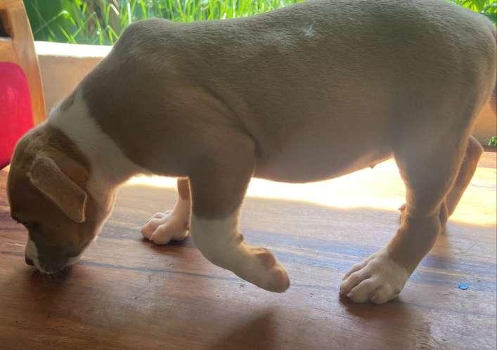 Hermosa american bully de 10 semanas. - Imagen 3