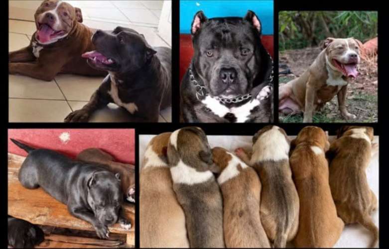 Hermosa american bully de 10 semanas. - Imagen 4