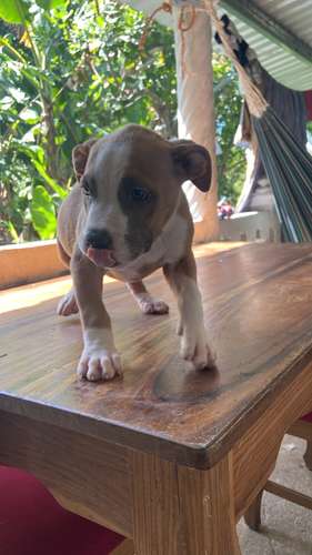 Hermosa american bully de 10 semanas.