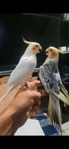 Hermosos cocotilos para empapillar o adultos.
