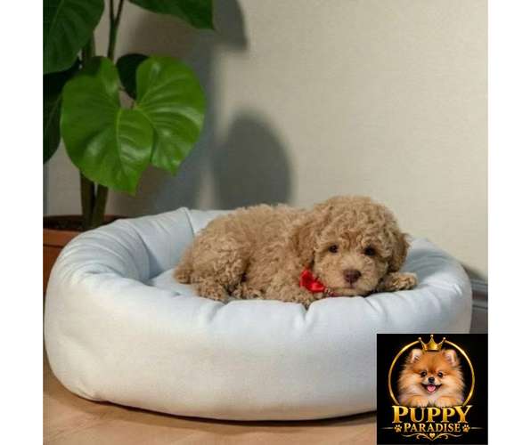 Cachorro FRENCH POODLE APRICOT MINIATURA disponible - Imagen 6