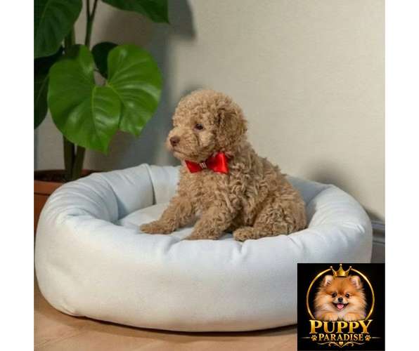 Cachorro FRENCH POODLE APRICOT MINIATURA disponible - Imagen 3