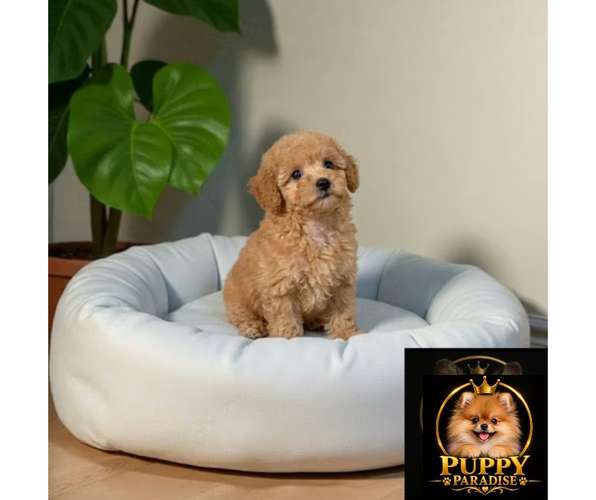 Cachorro FRENCH POODLE APRICOT MINIATURA disponible