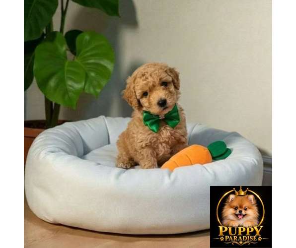 Cachorro FRENCH POODLE APRICOT MINIATURA disponible - Imagen 5