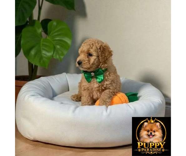 Cachorro FRENCH POODLE APRICOT MINIATURA disponible - Imagen 7