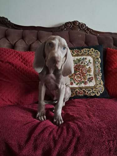Hembrita Weimaraner - Imagen 2
