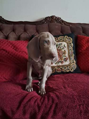 Hembrita Weimaraner