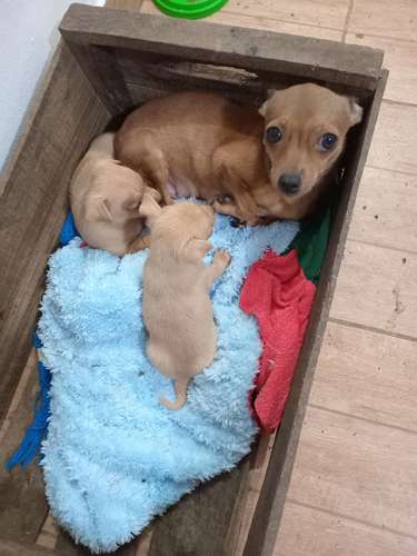 Chihuagua  - Imagen 2