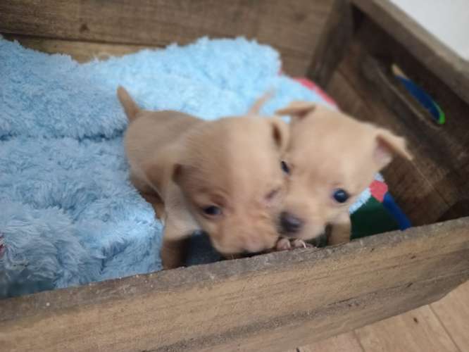 Chihuagua