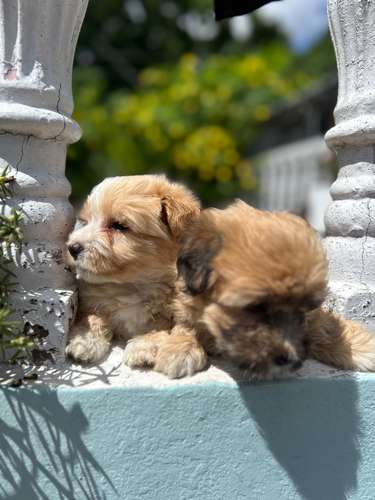 Cachorritas Maltés 