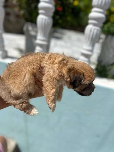 Cachorritas Maltés 