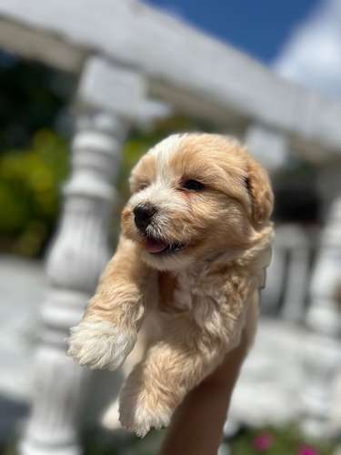 Cachorritas Maltés 